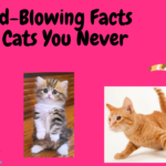 Mind-Blowing Facts About Cats