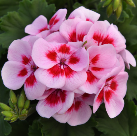 Geranium