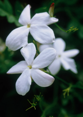 Jasmine