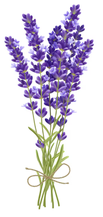 Lavender