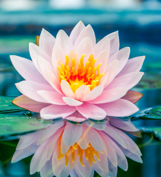 Lotus