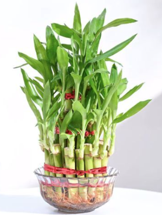 Lucky Bamboo Flowers That Bring Luck