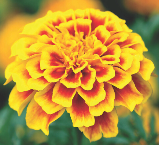 Marigold