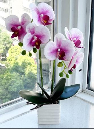 Orchid