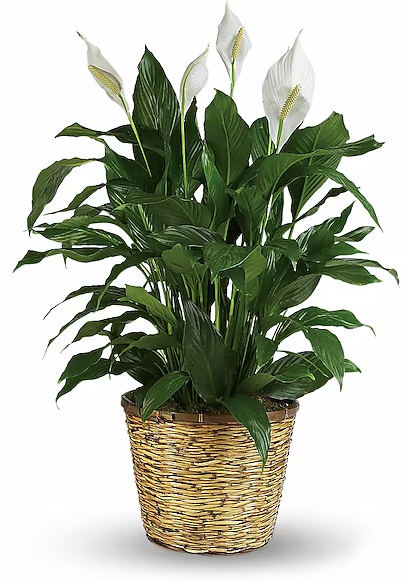 Peace Lily