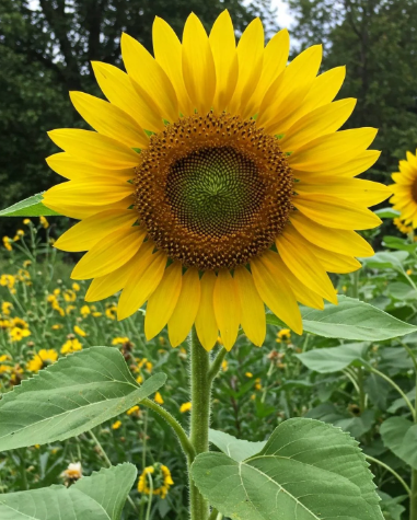 Sunflower