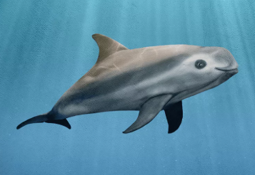 vaquita